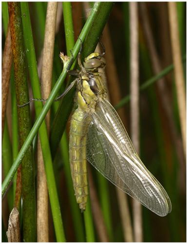 Orthetrum cancellatum