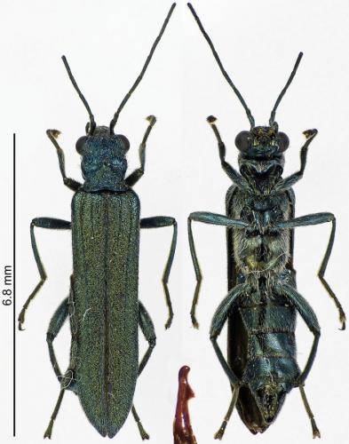 Réf. 199 270 : Oedemera lurida