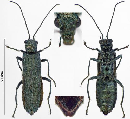 Réf. 199 269 : Oedemera lurida