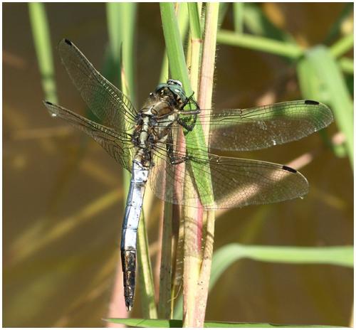 Orthetrum albistylum