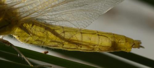 Orthetrum cancellatum