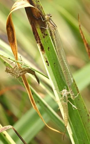 Coenagrion puella