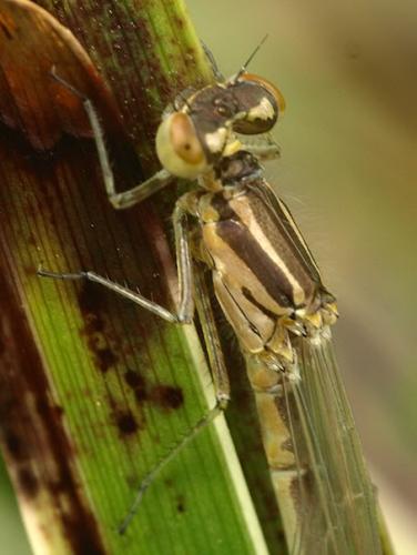 Coenagrion puella