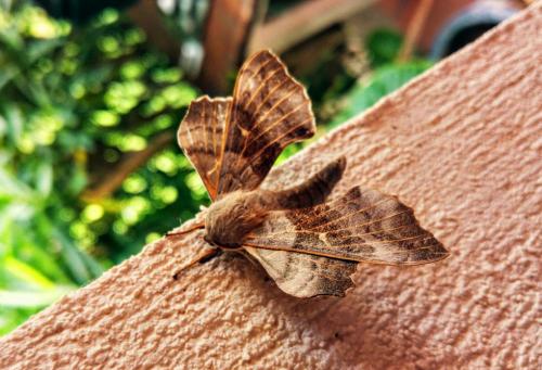 Laothoe populi
