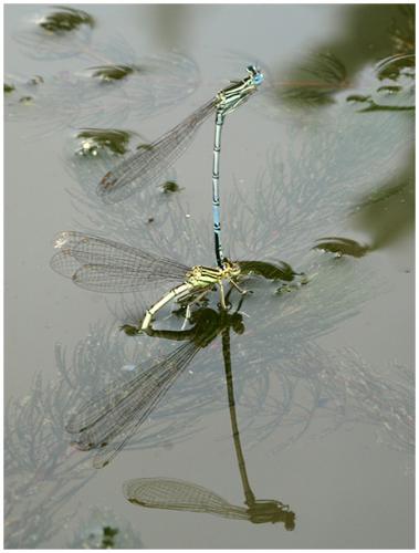 Platycnemis pennipes