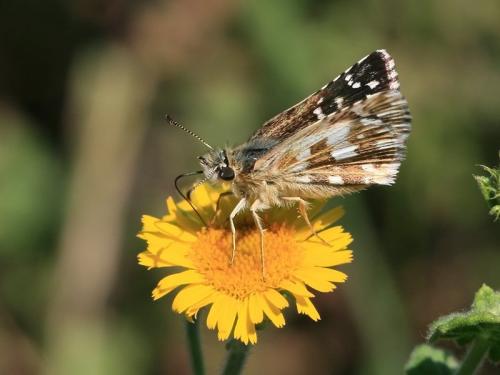 Pyrgus sp.