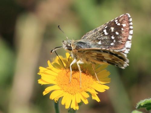 Pyrgus sp.