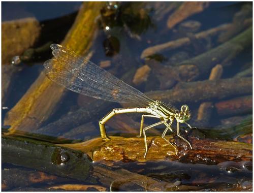Platycnemis pennipes