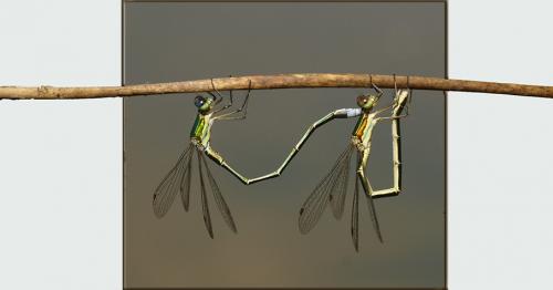 Lestes virens