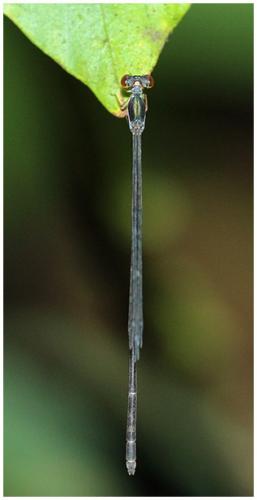 Psaironeura angeloi
