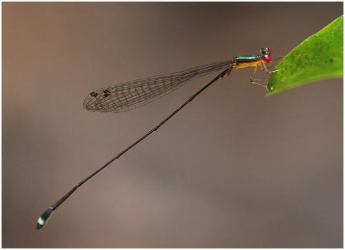 Psaironeura angeloi