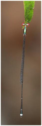 Psaironeura angeloi