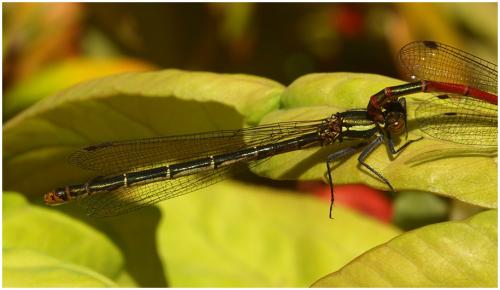 Pyrrhosoma nymphula