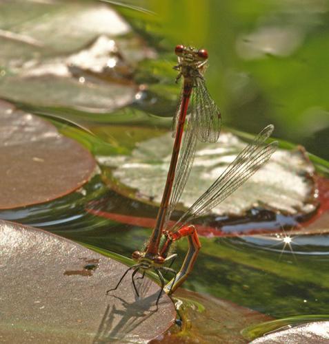 Pyrrhosoma nymphula