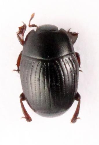 Réf. 199 400 : Carcinops pumilio