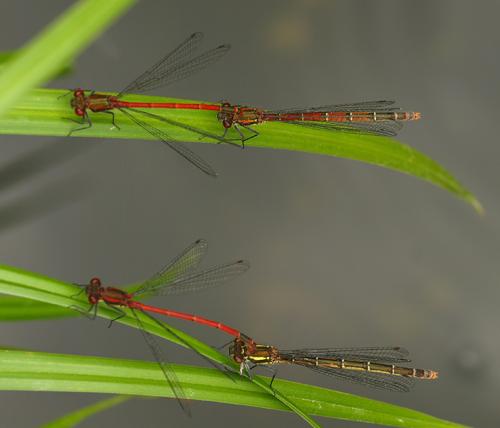 Pyrrhosoma nymphula