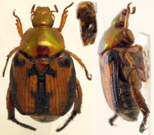 Malaia depressiuscula
