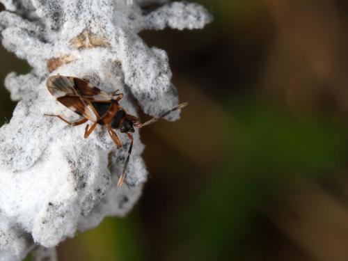 Scolopostethus cognatus
