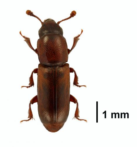 Pityophagus ferrugineus