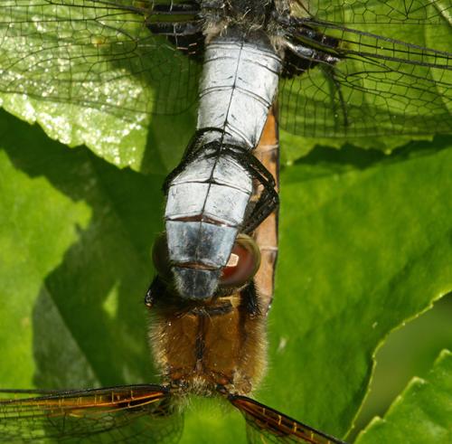 Libellula fulva