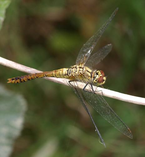 Sympetrum sanguineum
