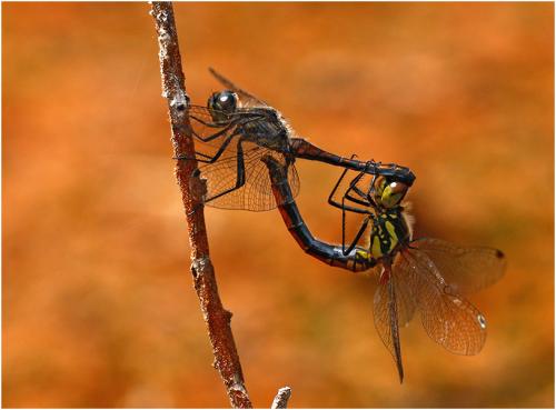 Sympetrum danae