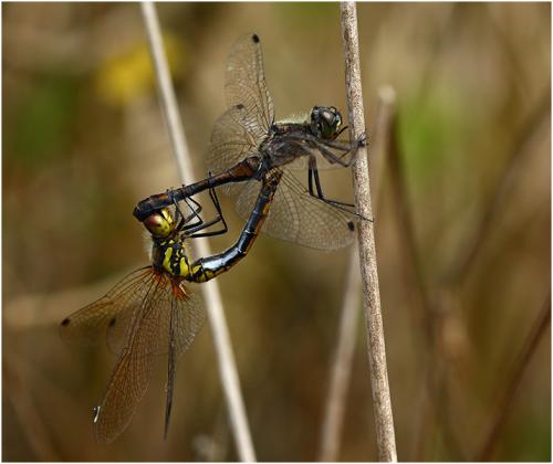 Sympetrum danae