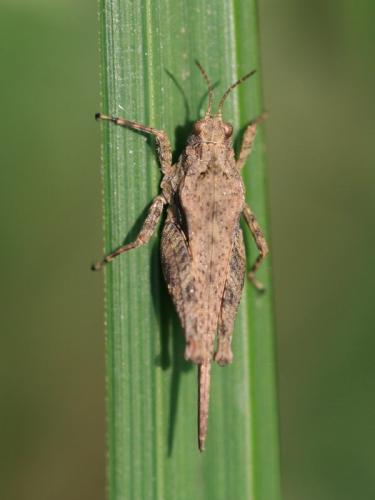 Tetrix sp.
