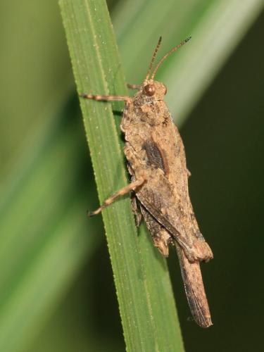 Tetrix sp.