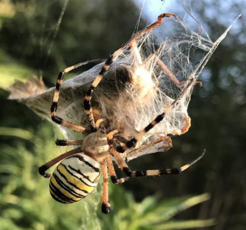 Réf. 199 130 : Argiope bruennichi