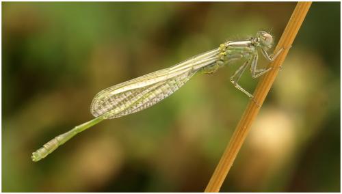 Ischnura elegans