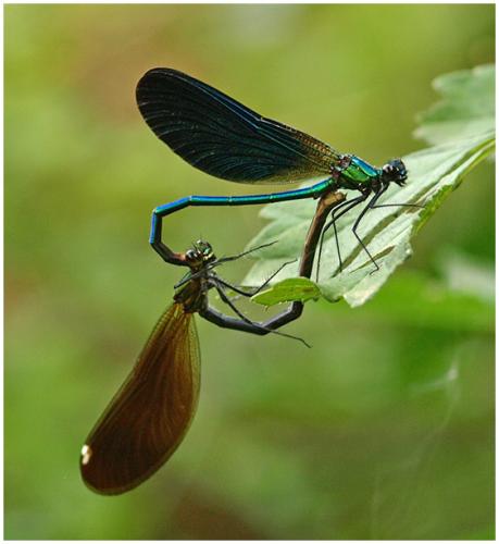 Calopteryx virgo