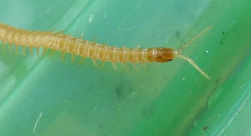 Réf. 199 235 : Stenotaenia linearis