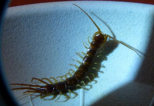 Lithobius forficatus