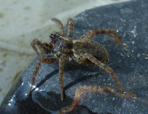 Pardosa sp.