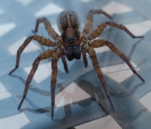 Trochosa sp.