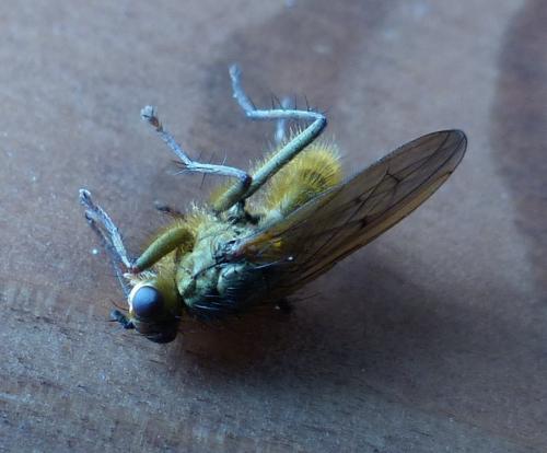 Scathophaga stercoraria