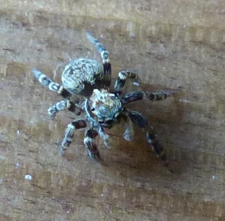 Pseudeuophrys erratica
