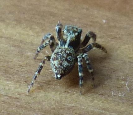 Réf. 199 666 : Pseudeuophrys erratica