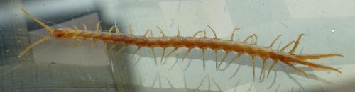 Cryptops hortensis