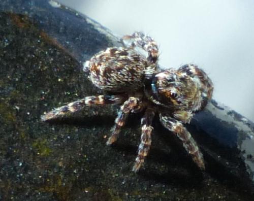 Réf. 199 755 : Pseudeuophrys erratica