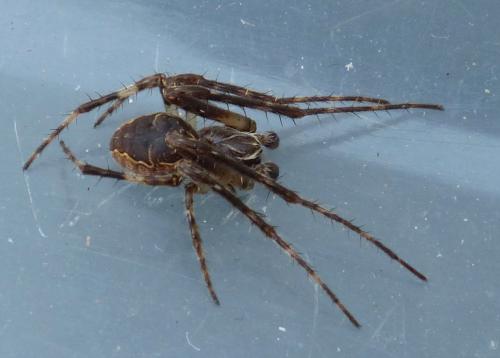 Réf. 199 298 : Larinioides patagiatus