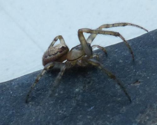 Zygiella x-notata