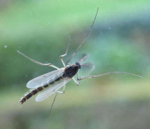 Chironomus sp.