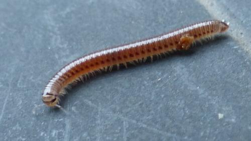 Cylindroiulus sp.