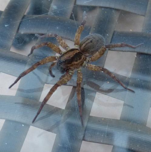 Trochosa sp.