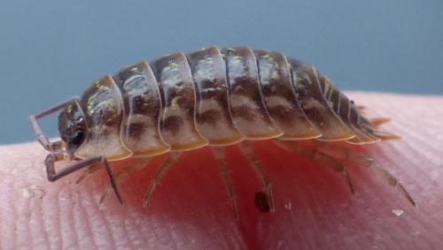 Oniscus asellus