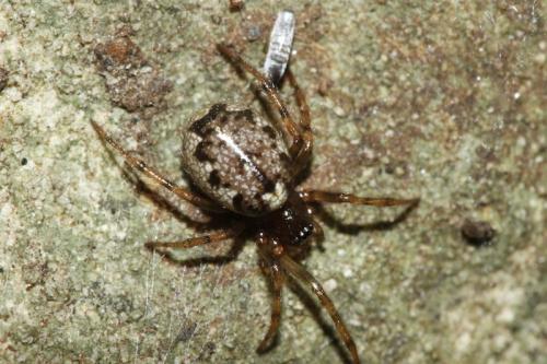 Réf. 199 331 : Enoplognatha sp.
