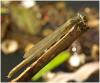 Erythromma lindenii