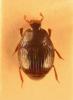 Pseudepierus italicus